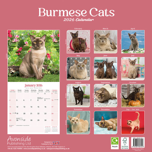 Burmese Cats 2026 Square Wall Calendar