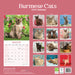 Burmese Cats 2026 Square Wall Calendar