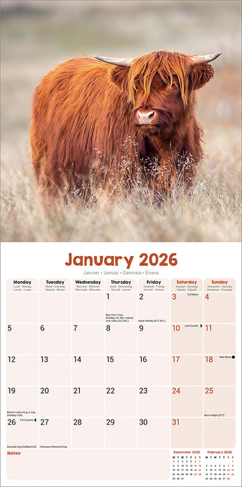 Highland Cows 2026 Square Wall Calendar