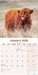 Highland Cows 2026 Square Wall Calendar
