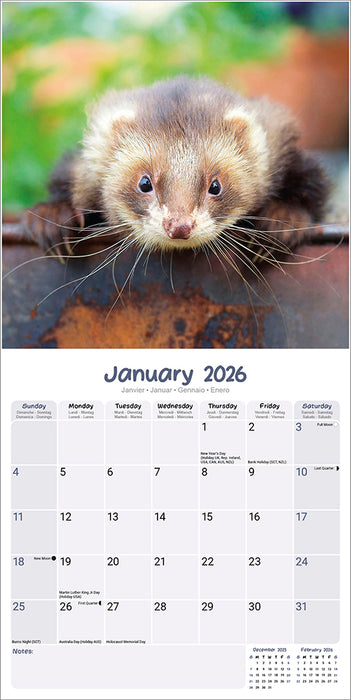Ferrets 2026 Square Wall Calendar (Online Exclusive)