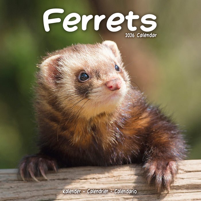 Ferrets 2026 Square Wall Calendar (Online Exclusive)