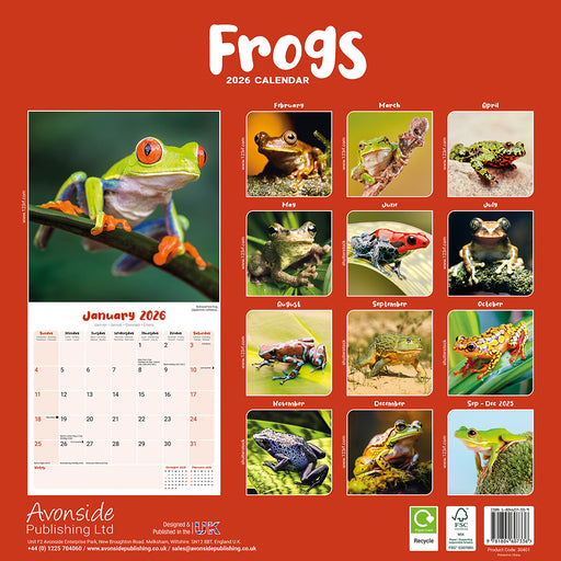 Frogs 2026 Square Wall Calendar