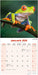 Frogs 2026 Square Wall Calendar