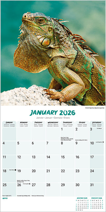 Lizards 2026 Square Wall Calendar