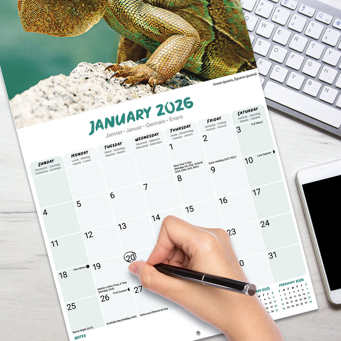 Lizards 2026 Square Wall Calendar