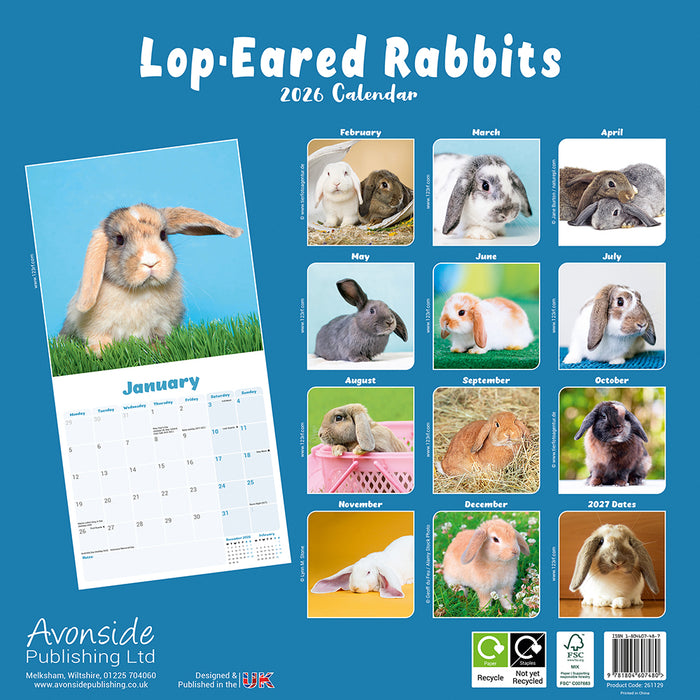 Rabbits Lop Eared 2026 Square Wall Calendar