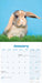 Rabbits Lop Eared 2026 Square Wall Calendar