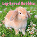 Rabbits Lop Eared 2026 Square Wall Calendar