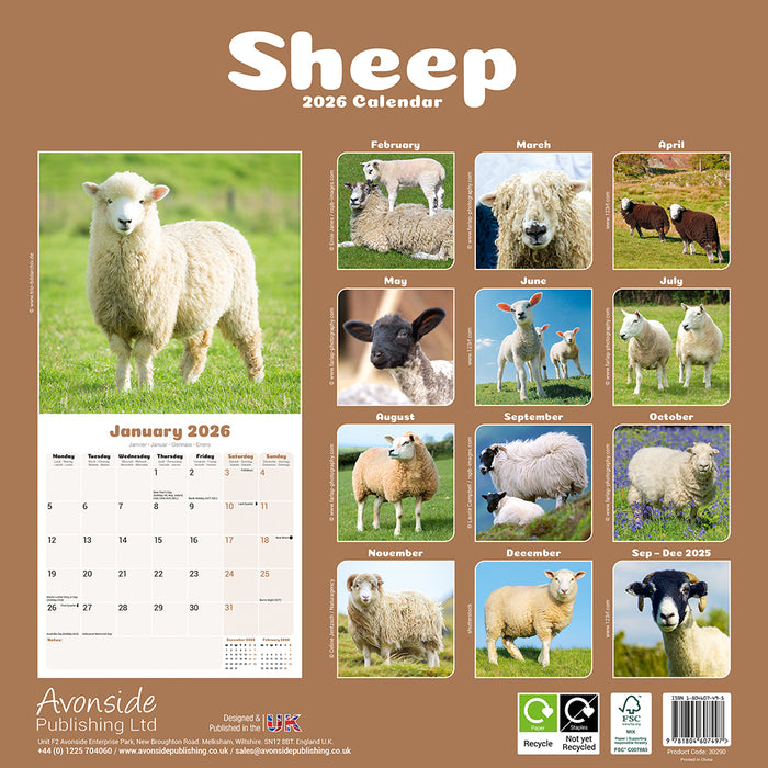 Sheep 2026 Square Wall Calendar (Online Exclusive)