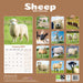 Sheep 2026 Square Wall Calendar (Online Exclusive)