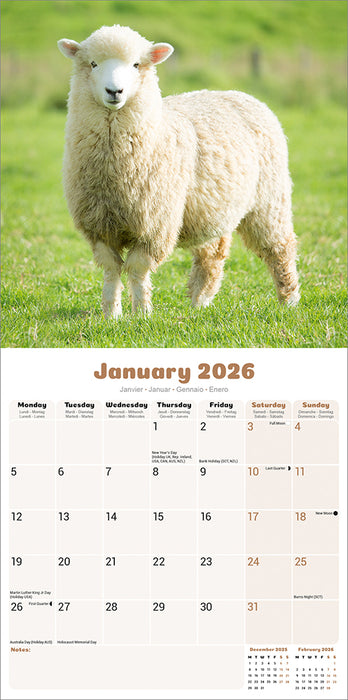 Sheep 2026 Square Wall Calendar (Online Exclusive)