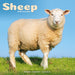Sheep 2026 Square Wall Calendar (Online Exclusive)