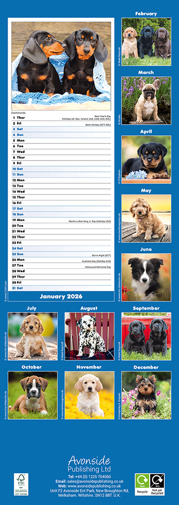Puppies 2026 Slimline Wall Calendar