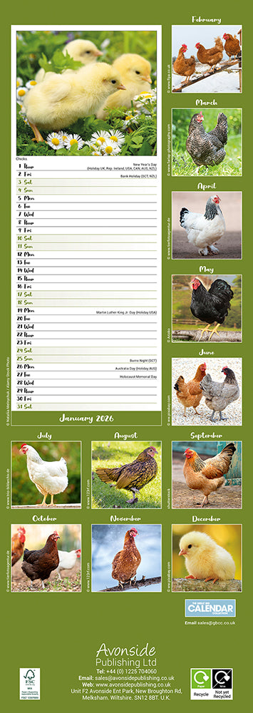 Chickens 2026 Slimline Wall Calendar