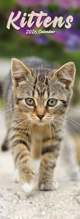 Kittens 2026 Slimline Wall Calendar