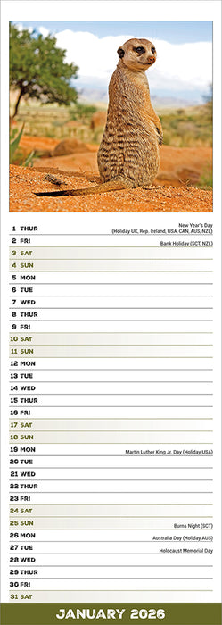Meerkats 2026 Slimline Wall Calendar