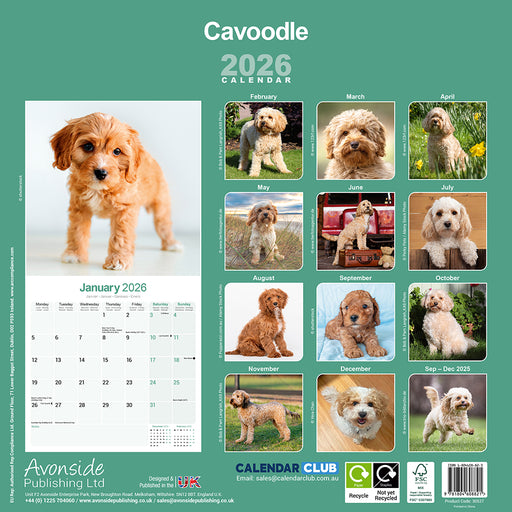 Cavoodle 2026 Square Wall Calendar