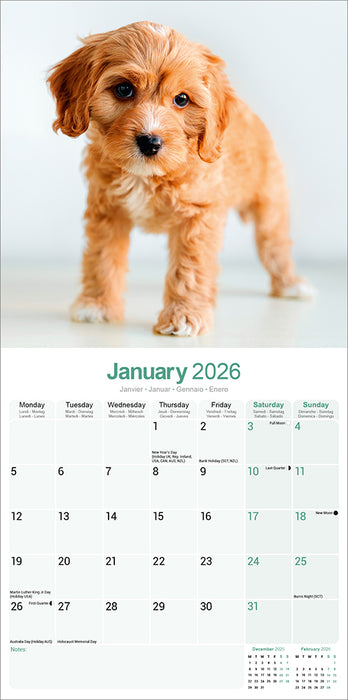 Cavoodle 2026 Square Wall Calendar