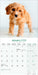 Cavoodle 2026 Square Wall Calendar