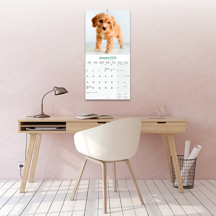 Cavoodle 2026 Square Wall Calendar