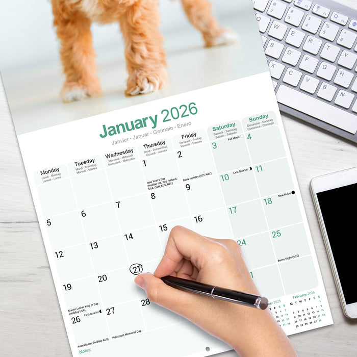 Cavoodle 2026 Square Wall Calendar