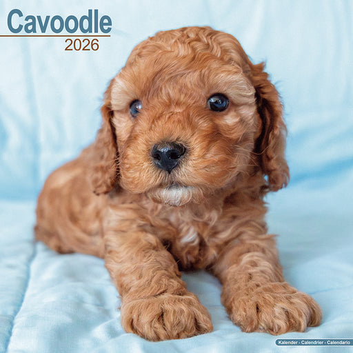 Cavoodle 2026 Square Wall Calendar