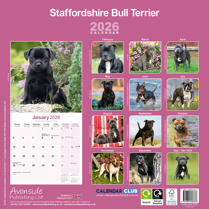 Staffordshire Bull Terrier 2026 Square Wall Calendar