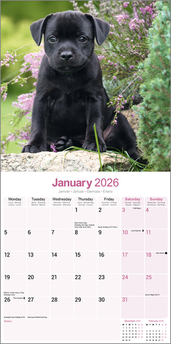 Staffordshire Bull Terrier 2026 Square Wall Calendar