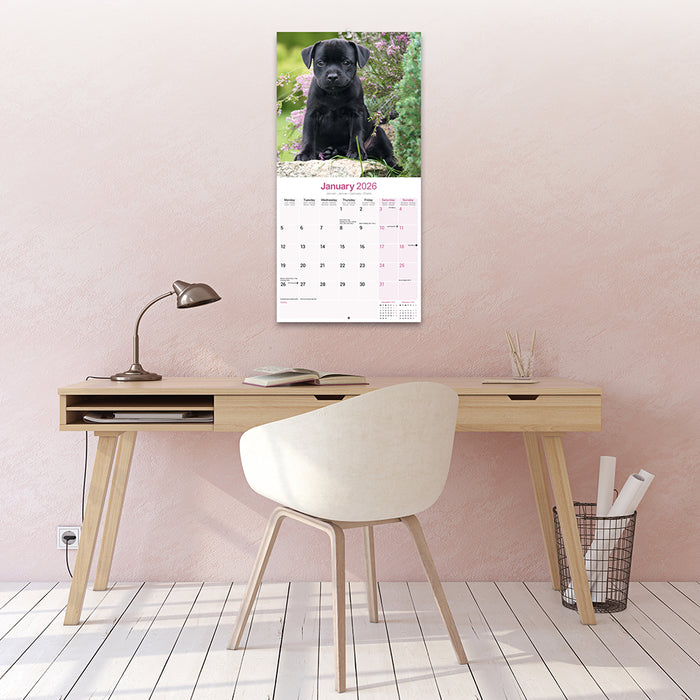 Staffordshire Bull Terrier 2026 Square Wall Calendar