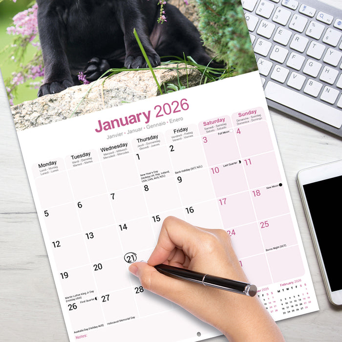 Staffordshire Bull Terrier 2026 Square Wall Calendar