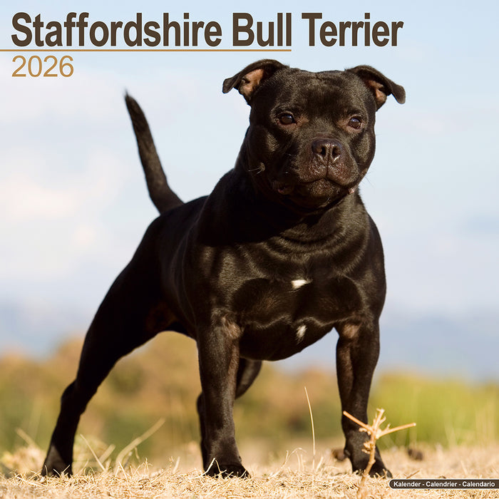Staffordshire Bull Terrier 2026 Square Wall Calendar