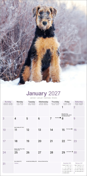 Airedale Terrier 2027 Square Wall Calendar