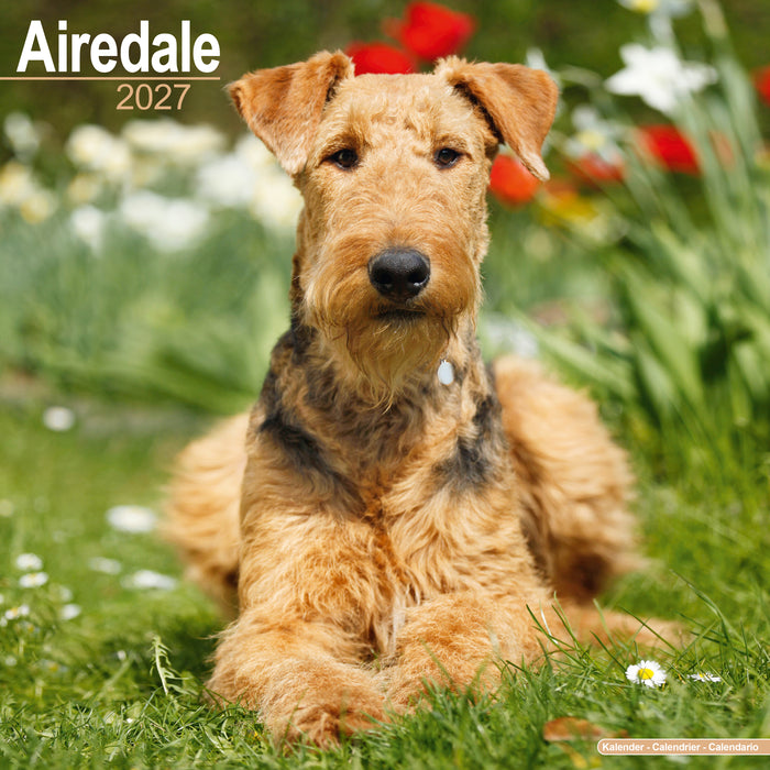 Airedale Terrier 2027 Square Wall Calendar