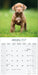 American Pit Bull Terrier 2027 Square Wall Calendar