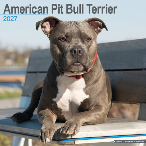 American Pit Bull Terrier 2027 Square Wall Calendar