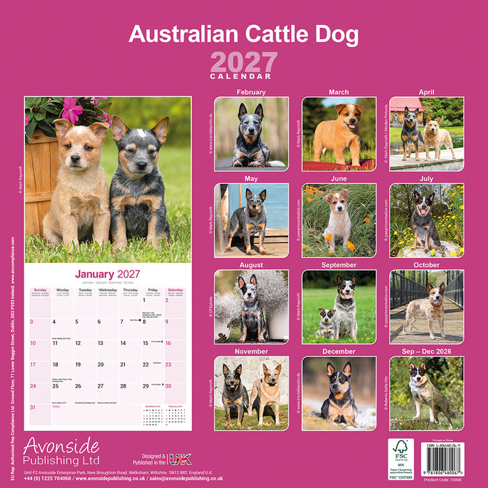 Australian Cattle Dog 2027 Square Wall Calendar