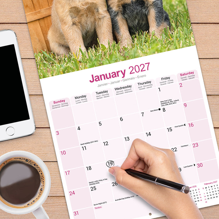 Australian Cattle Dog 2027 Square Wall Calendar