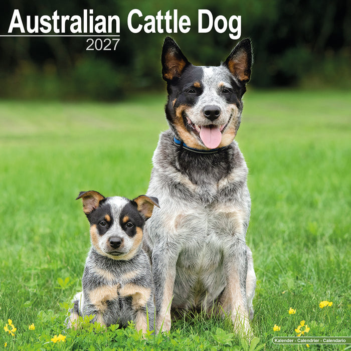 Australian Cattle Dog 2027 Square Wall Calendar