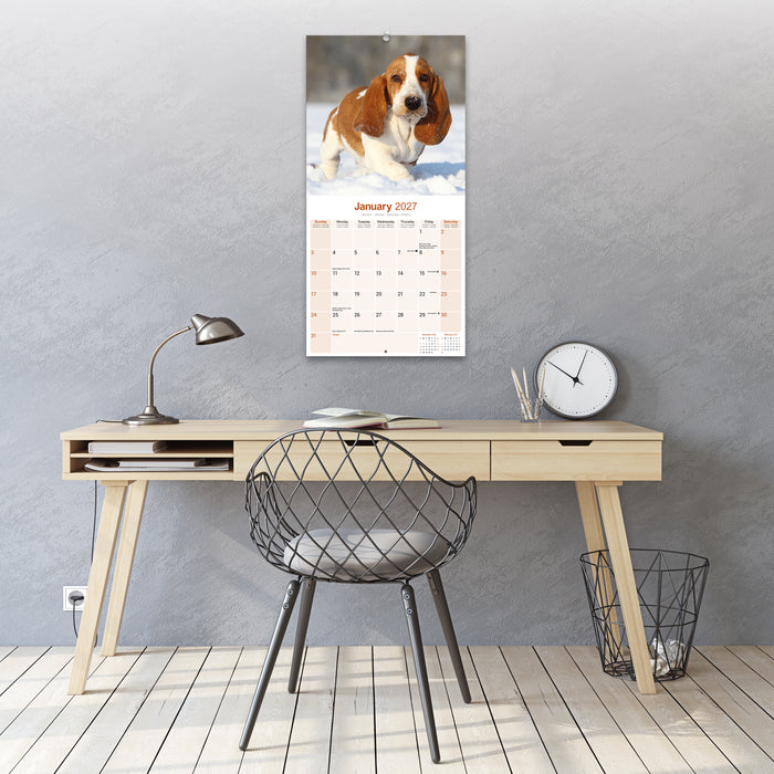 Basset Hound 2027 Square Wall Calendar