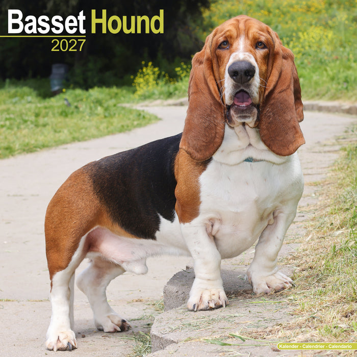Basset Hound 2027 Square Wall Calendar