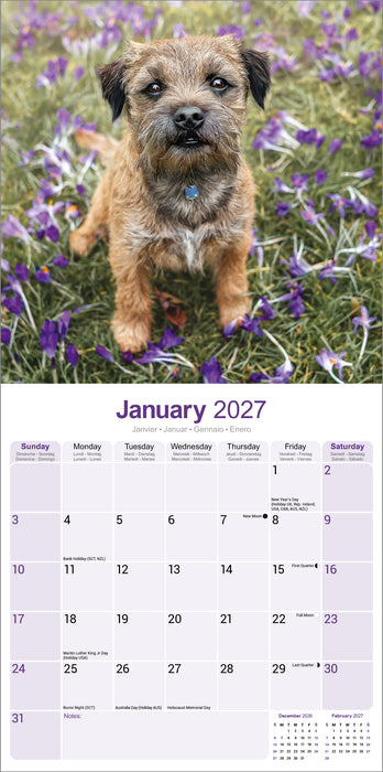 Border Terrier 2027 Square Wall Calendar