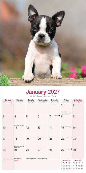 Boston Terrier 2027 Square Wall Calendar