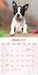 Boston Terrier 2027 Square Wall Calendar