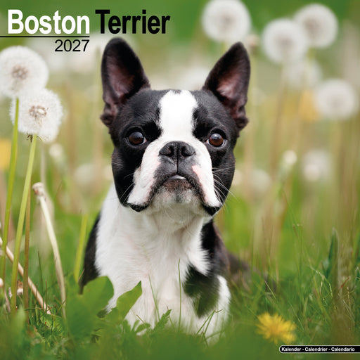 Boston Terrier 2027 Square Wall Calendar