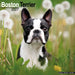 Boston Terrier 2027 Square Wall Calendar
