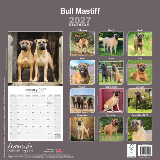 Bull Mastiff 2027 Square Wall Calendar