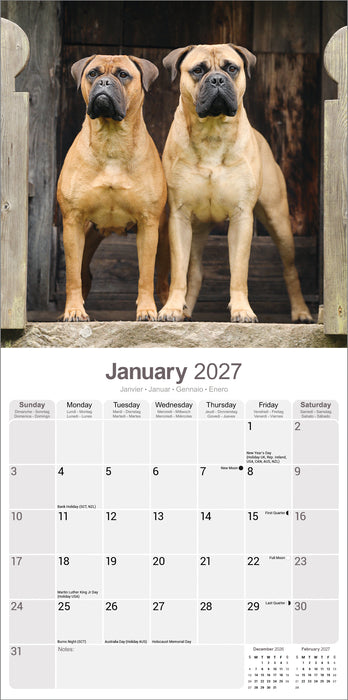 Bull Mastiff 2027 Square Wall Calendar