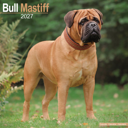 Bull Mastiff 2027 Square Wall Calendar