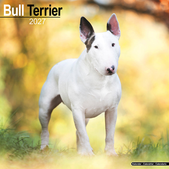 Bull Terrier 2027 Square Wall Calendar